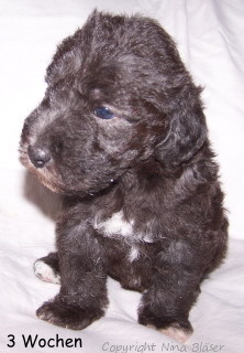 Alanna 26042006-1 - Kopie.jpg